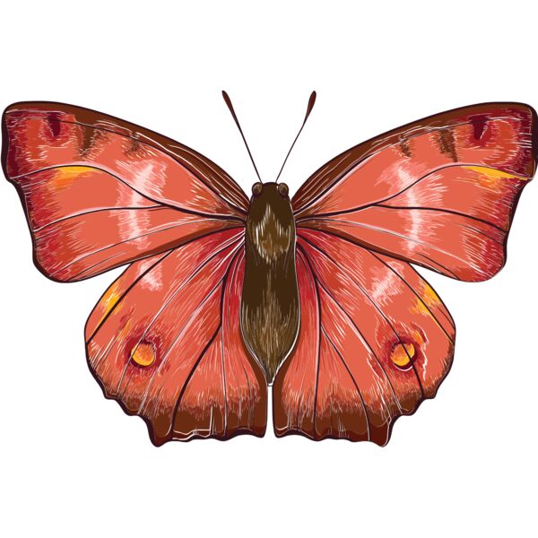 butterfly 1 Thumbnail